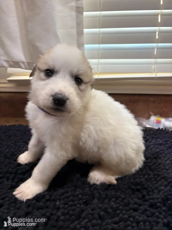 Puppy Black – Great Pyrenees puppy for sale in Watkinsville, GA
