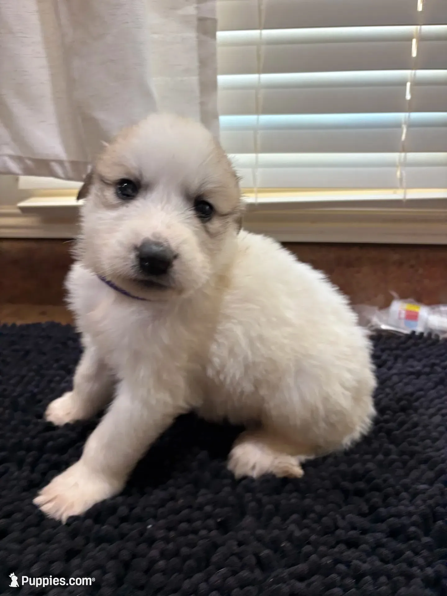 Puppy Black, a female Great Pyrenees for sale in Watkinsville, GA – 1 of 2