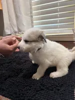 Puppy Black, a female Great Pyrenees for sale in Watkinsville, GA – 2 of 2