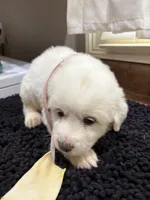 Puppy Pink, a female Great Pyrenees for sale in Watkinsville, GA – 2 of 2
