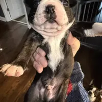 Boy #2, a male Boston Terrier for sale in Owensboro, KY – Photo 2 of 4