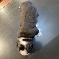 Boy #2, a male Boston Terrier for sale in Owensboro, KY – Photo 4 of 4