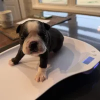 Boy #2, a male Boston Terrier for sale in Owensboro, KY – Photo 1 of 4