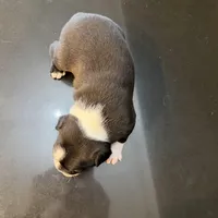 Boy #1, a male Boston Terrier for sale in Owensboro, KY – Photo 3 of 4