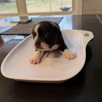 Boy #1, a male Boston Terrier for sale in Owensboro, KY – Photo 2 of 4