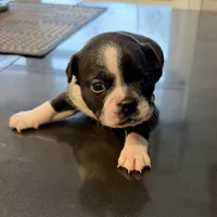 Boy #1, a male Boston Terrier for sale in Owensboro, KY – Photo 1 of 4