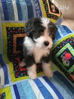 Alfe, a male Bearded Collie for sale in Racine, WI – 1 of 3