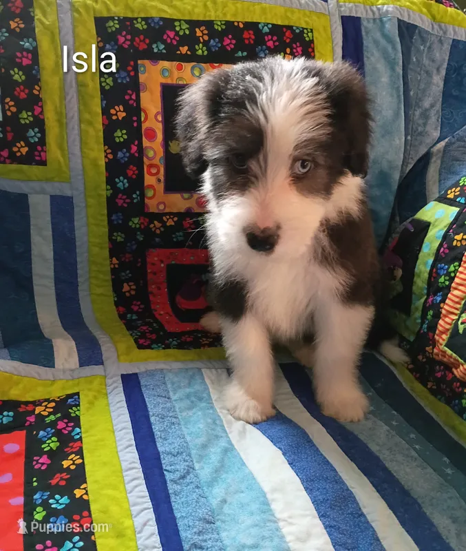 Isla – Bearded Collie puppy for sale in Racine, WI