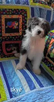 Skye, a male Bearded Collie for sale in College Station, TX – 2 of 3