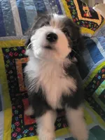 Alfe, a male Bearded Collie for sale in Racine, WI – 3 of 3