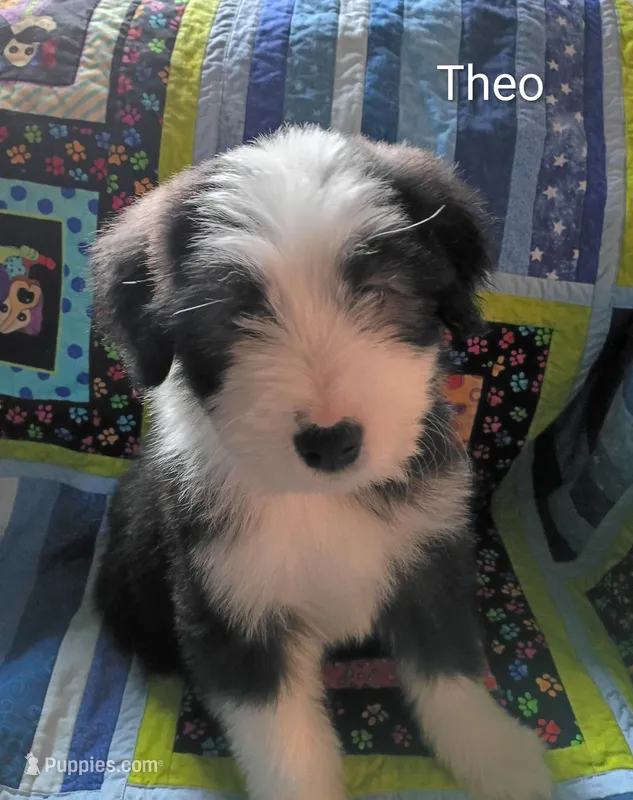 Theo – Bearded Collie puppy for sale in Racine, WI