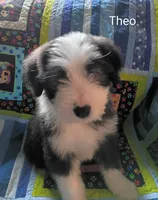 Theo, a male Bearded Collie for sale in Racine, WI – 1 of 3