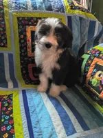 Freya, a female Bearded Collie for sale in Racine, WI – 3 of 3