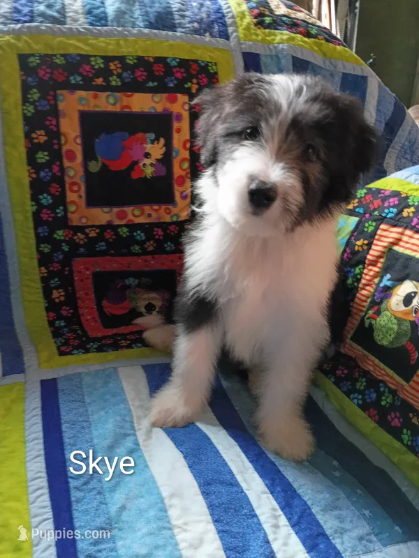Skye – Bearded Collie puppy for sale in Racine, WI