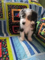 Isla, a female Bearded Collie for sale in Racine, WI – 2 of 3