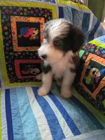 Isla, a female Bearded Collie for sale in Racine, WI – 3 of 3