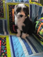 Freya, a female Bearded Collie for sale in Racine, WI – 2 of 3