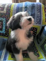 Theo, a male Bearded Collie for sale in Racine, WI – 3 of 3