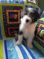 Skye, a male Bearded Collie for sale in College Station, TX – 3 of 3