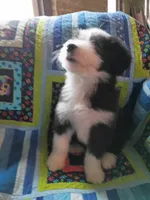 Theo, a male Bearded Collie for sale in Racine, WI – 2 of 3