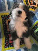 Alfe, a male Bearded Collie for sale in Racine, WI – 2 of 3