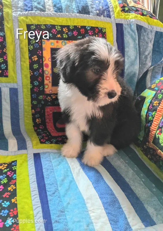 Freya – Bearded Collie puppy for sale in Racine, WI