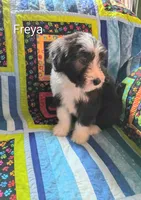 Freya, a female Bearded Collie for sale in Racine, WI – 1 of 3