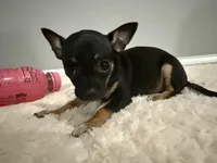 Lilly, a female Chihuahua for sale in Indianapolis, IN – Photo 3 of 9