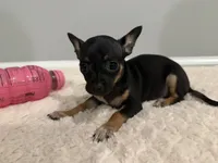 Lilly, a female Chihuahua for sale in Indianapolis, IN – Photo 4 of 9