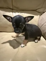 Lilly, a female Chihuahua for sale in Indianapolis, IN – Photo 1 of 9