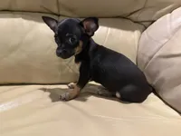 Lilly, a female Chihuahua for sale in Indianapolis, IN – Photo 9 of 9