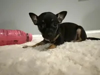 Lilly, a female Chihuahua for sale in Indianapolis, IN – Photo 2 of 9