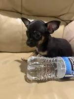 Lilly, a female Chihuahua for sale in Indianapolis, IN – Photo 8 of 9