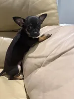 Lilly, a female Chihuahua for sale in Indianapolis, IN – Photo 6 of 9