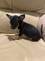 Lilly, a female Chihuahua for sale in Indianapolis, IN – Photo 7 of 9