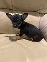 Lilly, a female Chihuahua for sale in Indianapolis, IN – Photo 5 of 9