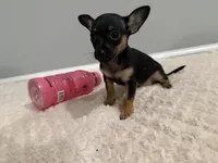 Thor, a male Chihuahua for sale in Indianapolis, IN – Photo 5 of 10