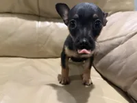 Thor, a male Chihuahua for sale in Indianapolis, IN – Photo 6 of 10