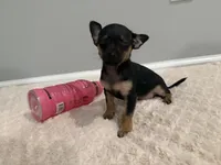 Thor, a male Chihuahua for sale in Indianapolis, IN – Photo 4 of 10