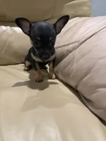 Thor, a male Chihuahua for sale in Indianapolis, IN – Photo 7 of 10