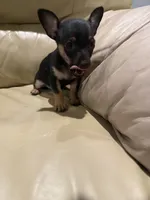 Thor, a male Chihuahua for sale in Indianapolis, IN – Photo 8 of 10