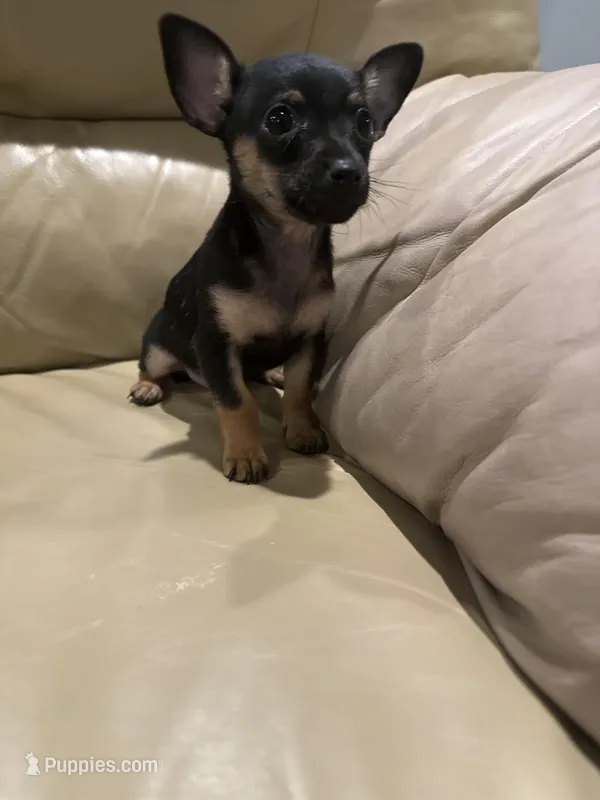 Thor – Chihuahua puppy for sale in Indianapolis, IN