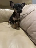 Thor, a male Chihuahua for sale in Indianapolis, IN – Photo 1 of 10