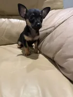 Thor, a male Chihuahua for sale in Indianapolis, IN – Photo 9 of 10