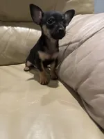 Thor, a male Chihuahua for sale in Indianapolis, IN – Photo 2 of 10