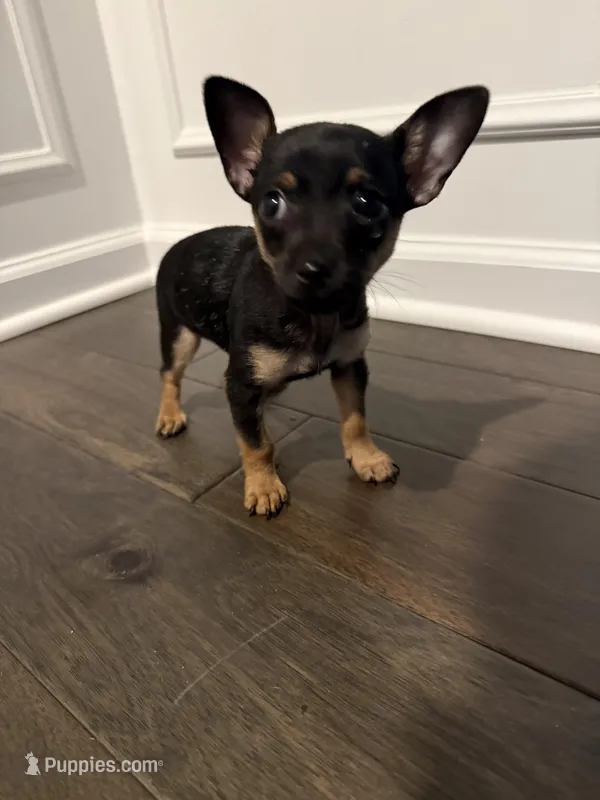 Thor – Chihuahua puppy for sale in Indianapolis, IN