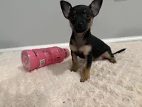 Thor, a male Chihuahua for sale in Indianapolis, IN – Photo 10 of 10