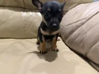 Thor, a male Chihuahua for sale in Indianapolis, IN – Photo 3 of 10