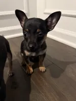 Thor, a male Chihuahua for sale in Indianapolis, IN – Photo 4 of 10