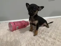 Thor, a male Chihuahua for sale in Indianapolis, IN – Photo 2 of 10